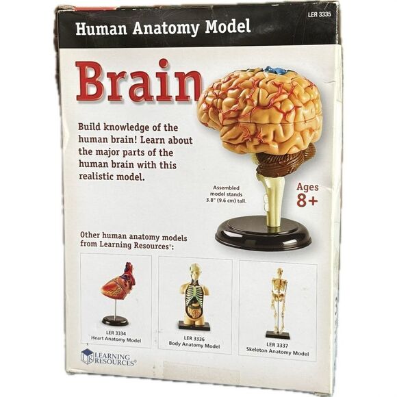 Learning resources, human anatomy brain, 3-D model 31 piece, new - Picture 4 of 5